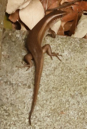 Baby Monitor Lizard at Botanic Gardens.